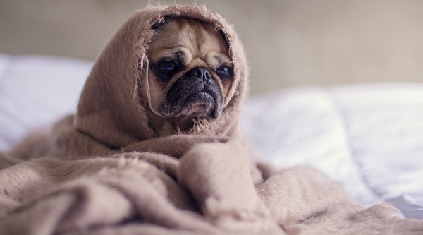 5 Creative Dog Beds We Love