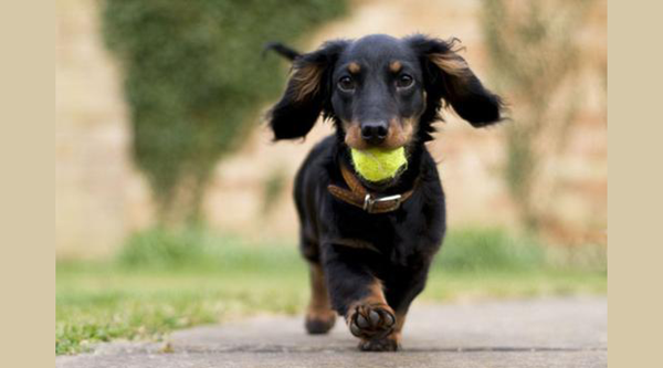 5 Simple Ways of Maintaining a Healthy Spine for IVDD-Prone Dogs