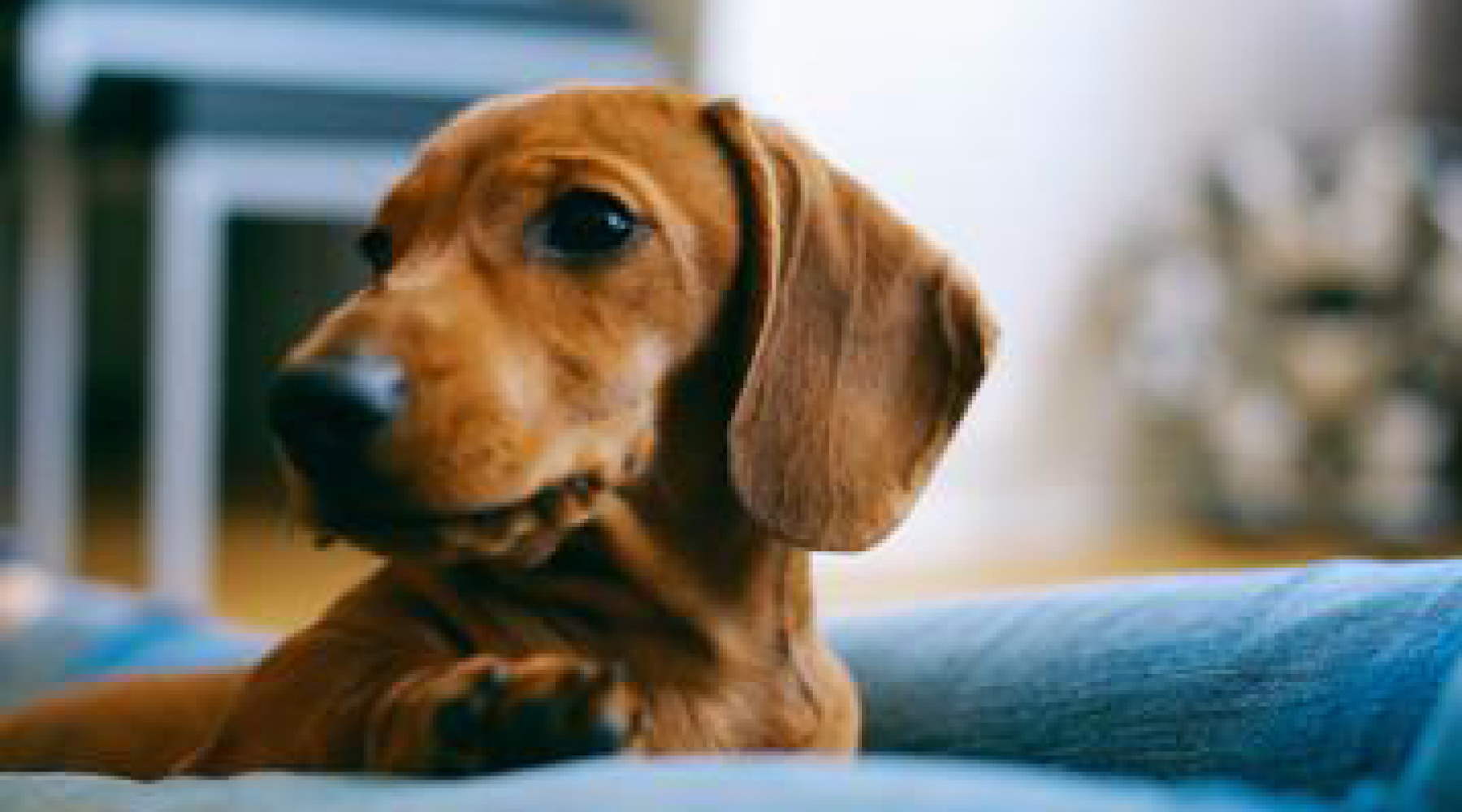 5 Common Ways To Treat IVDD