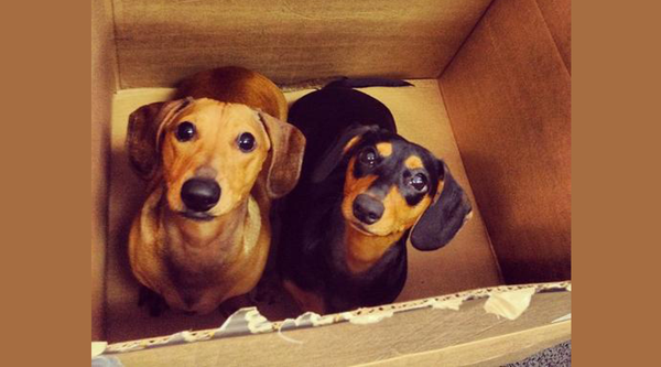 9 Ways To Help Your Dog Adjust To A New Home