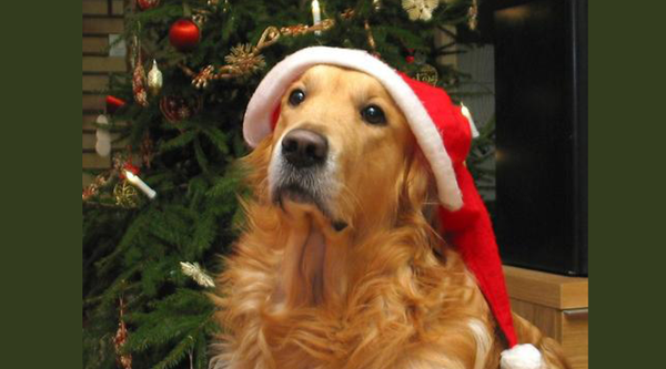 How To Keep An Anxious Dog Happy During The Holiday Season