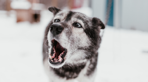 Does Your Dog Growl? That Might Be A Good Thing