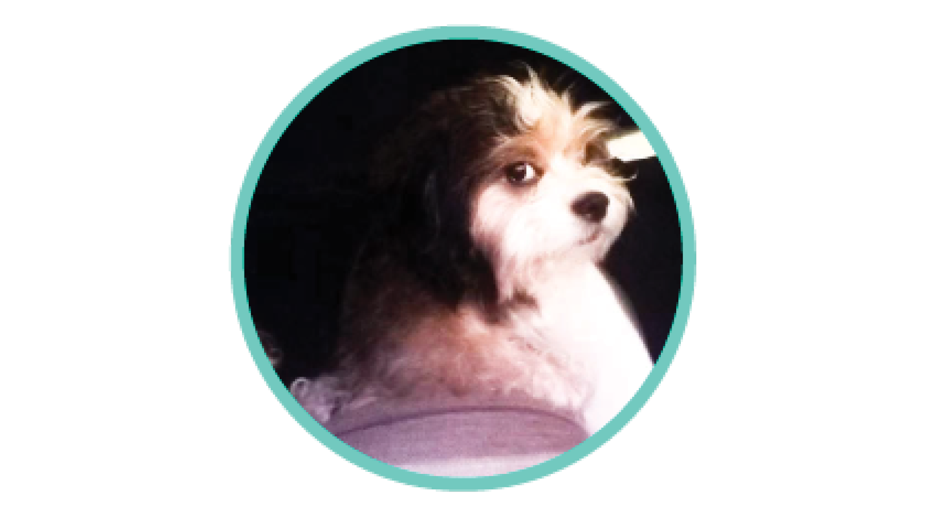 Marley's Recovery with L'il Back Bracer