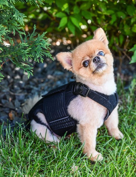 IVDD dog back brace