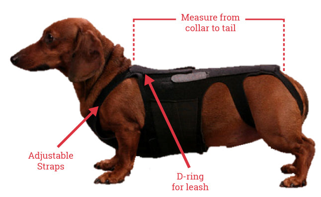 What Size Fits Your Dog?