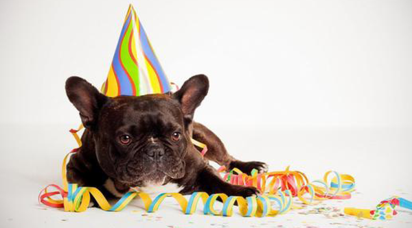 10 Pet Holidays To Put On Your Calendar