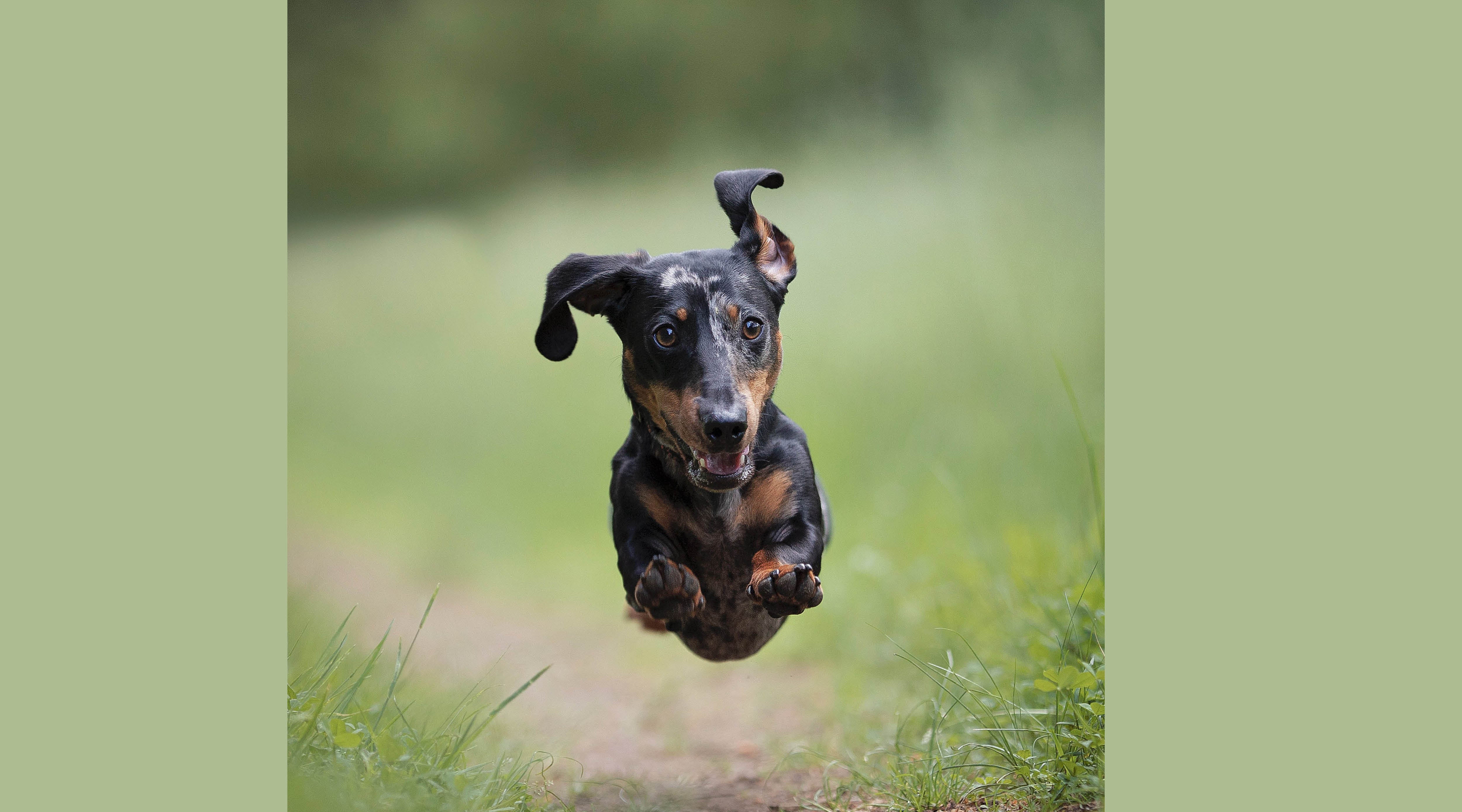 10 Reasons to use the L'il Back Bracer to Give your Dachshund relief from ivdd or dog back pain