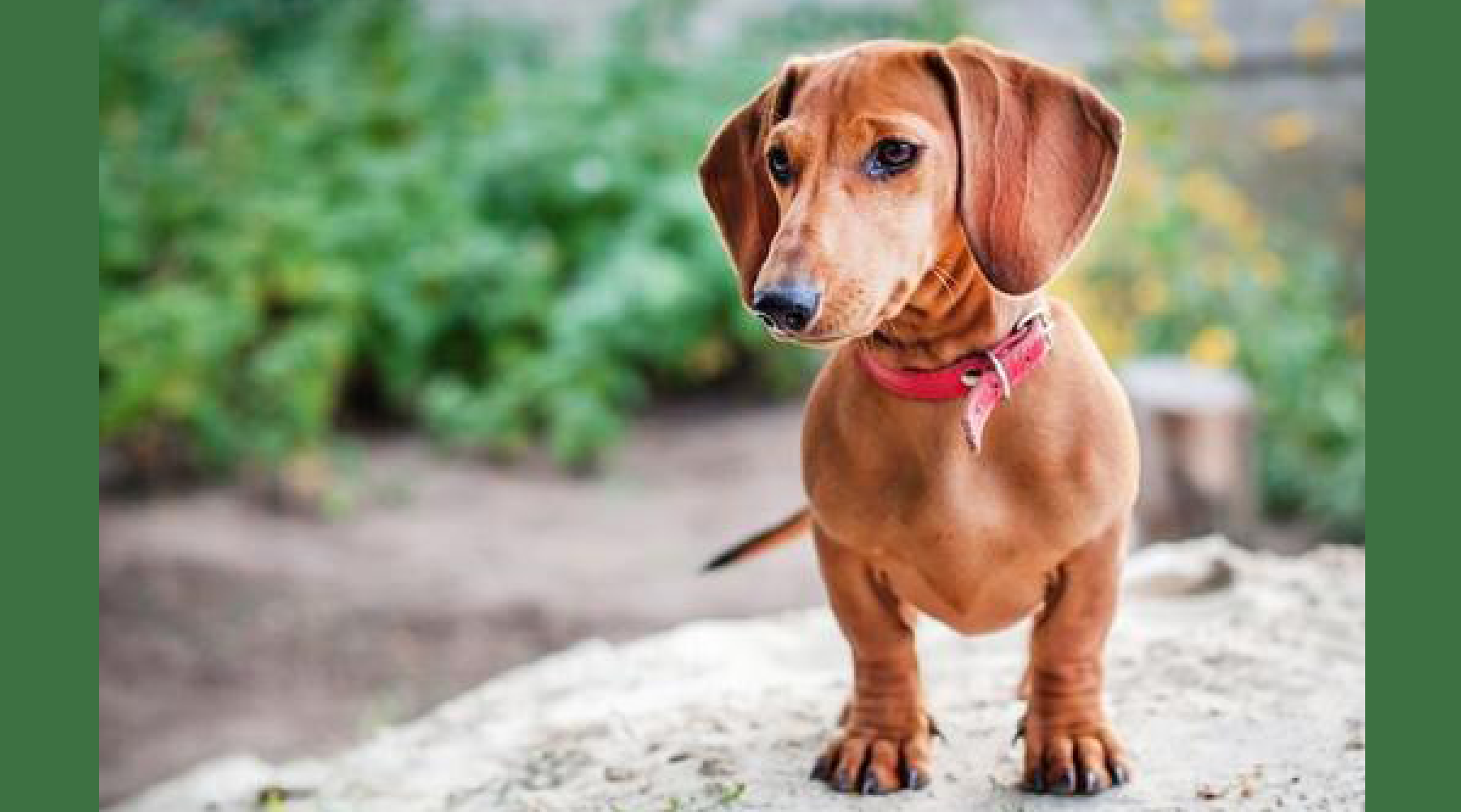 3 Ways to Help Your Dog Live a Happy Life with Intervertebral Disc Disease (IVDD)