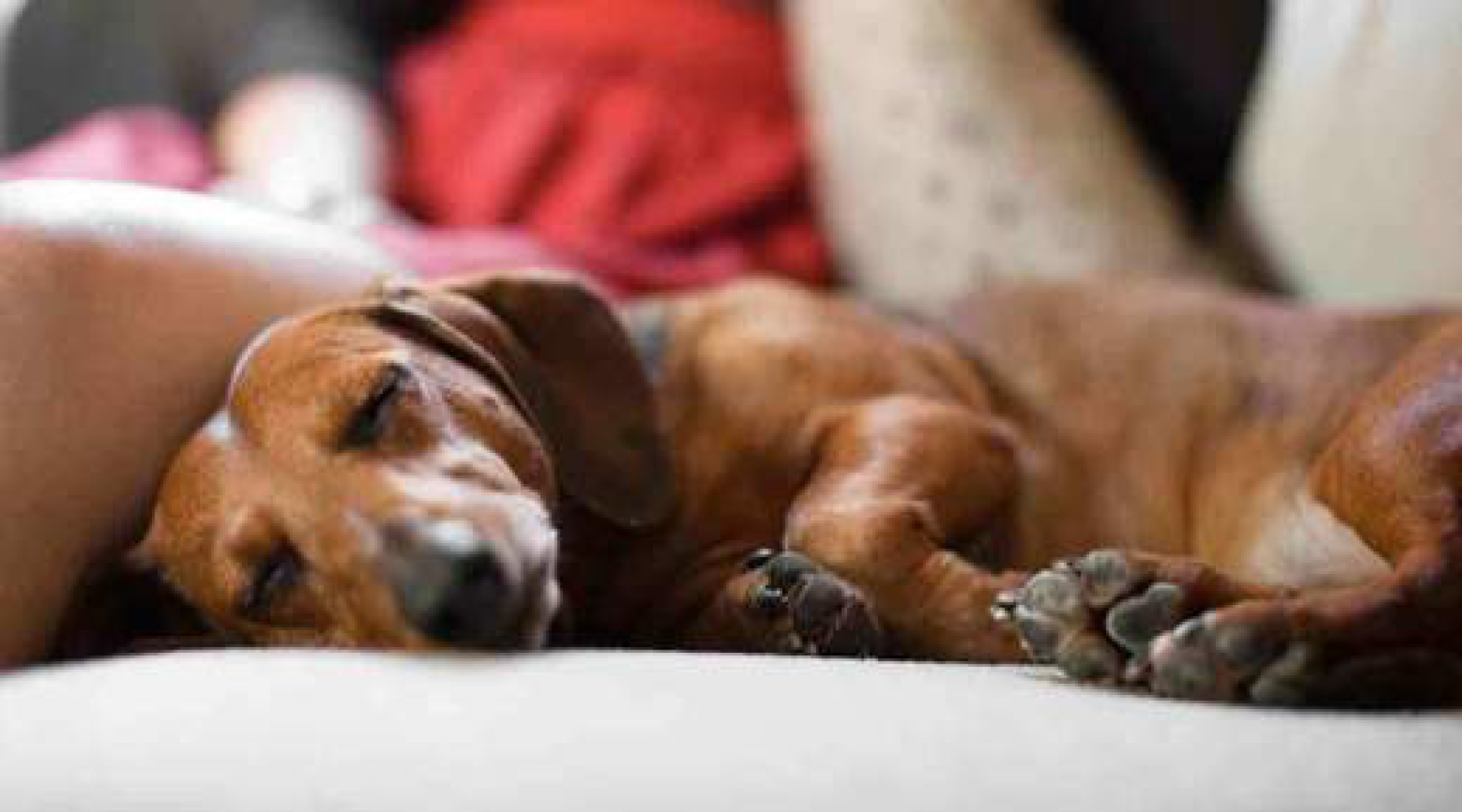 How To Tell If Your Dog Has IVDD: 6 Common Symptoms