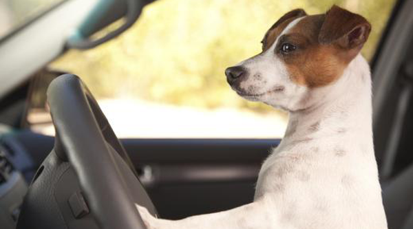 8 of Our Best Tips For Summer Travel With Pets