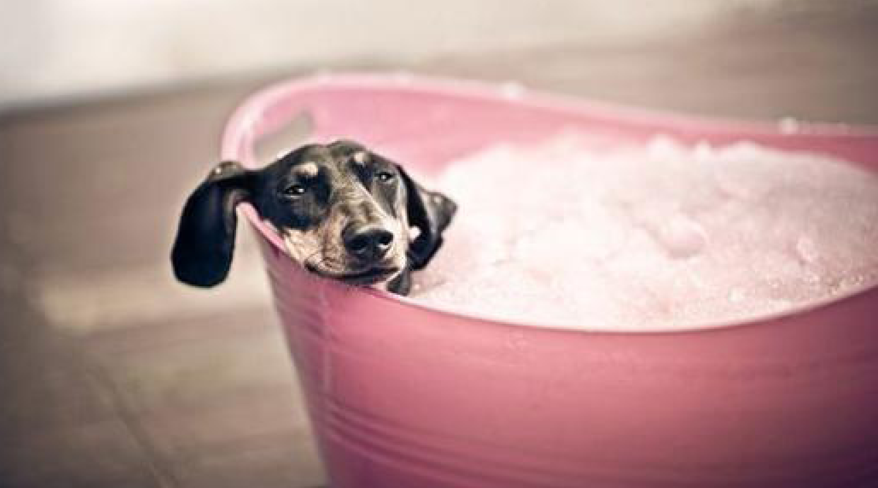10 Tips For Bathing Your Dog Without Going Crazy