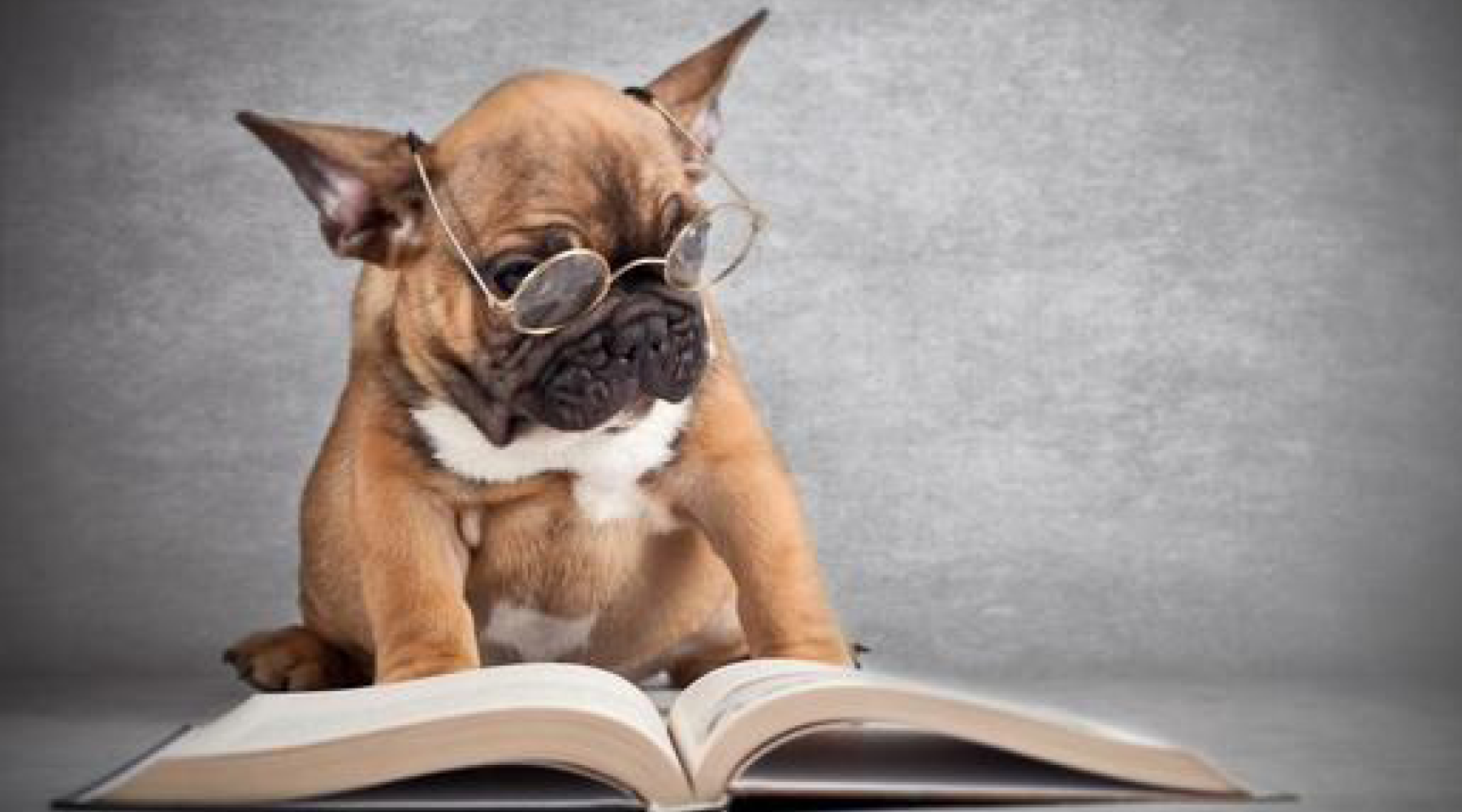 The 7 Best Books for Dog Lovers