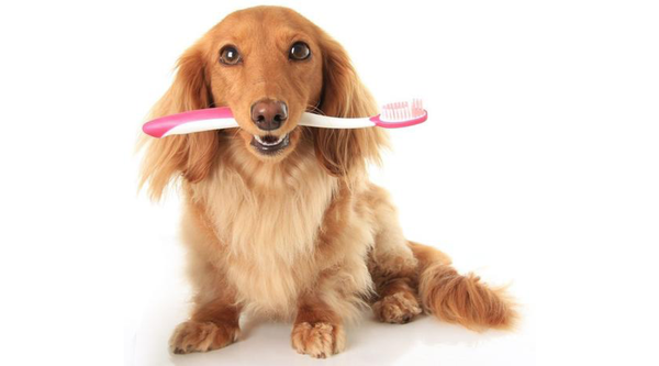 4 Reasons to Brush Your Dog's Teeth and 6 Tips on How to do it