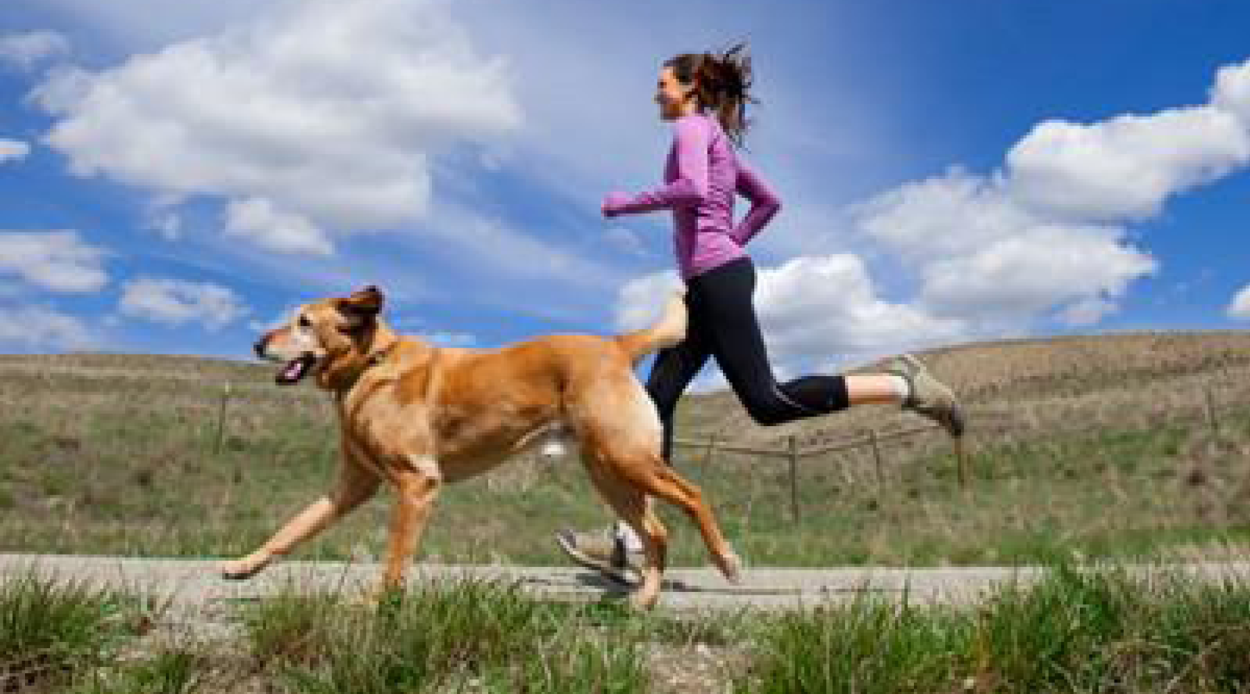 Celebrate Canine Fitness Month With These 8 Unique Exercises