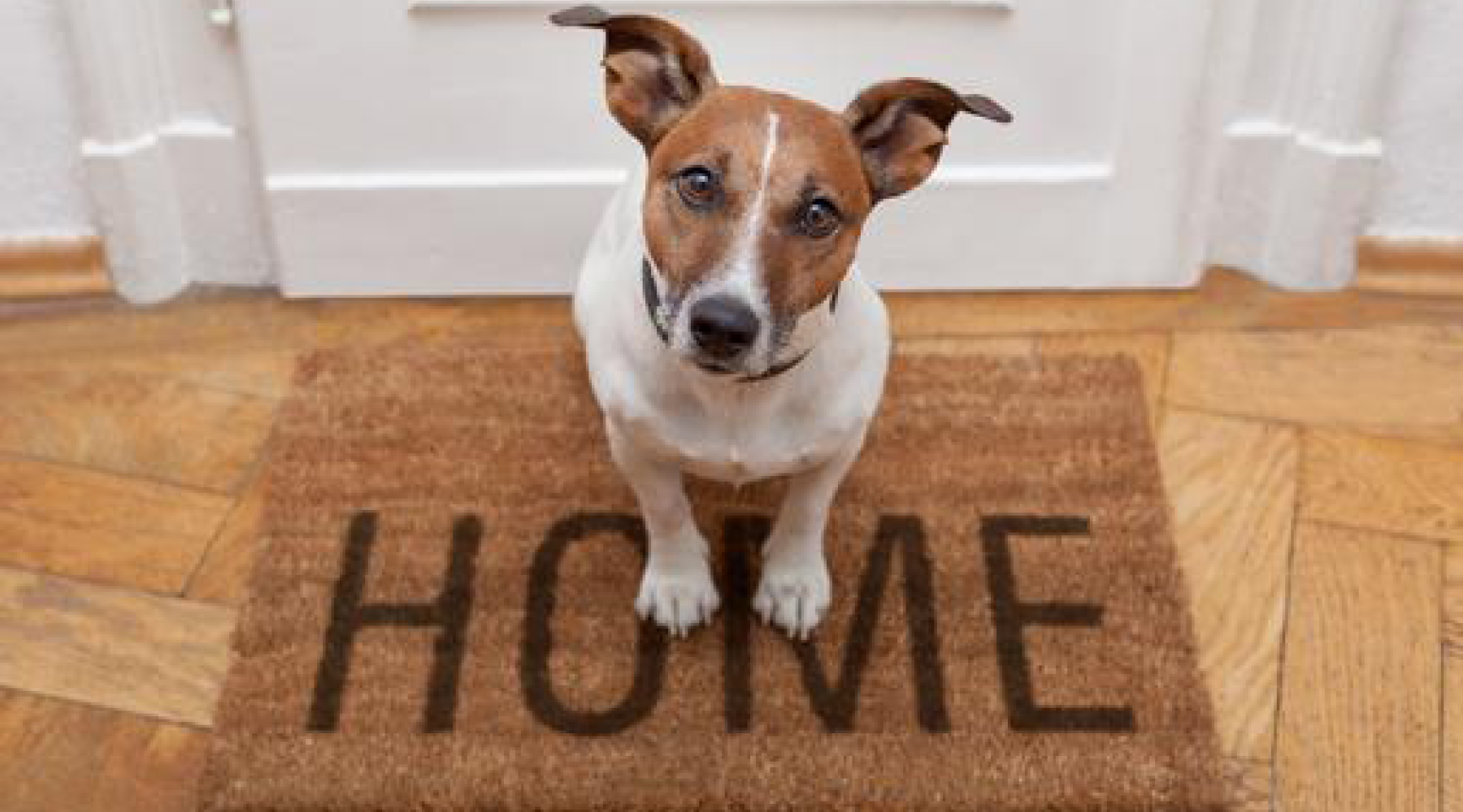 8 Ways to Dog Proof your Home