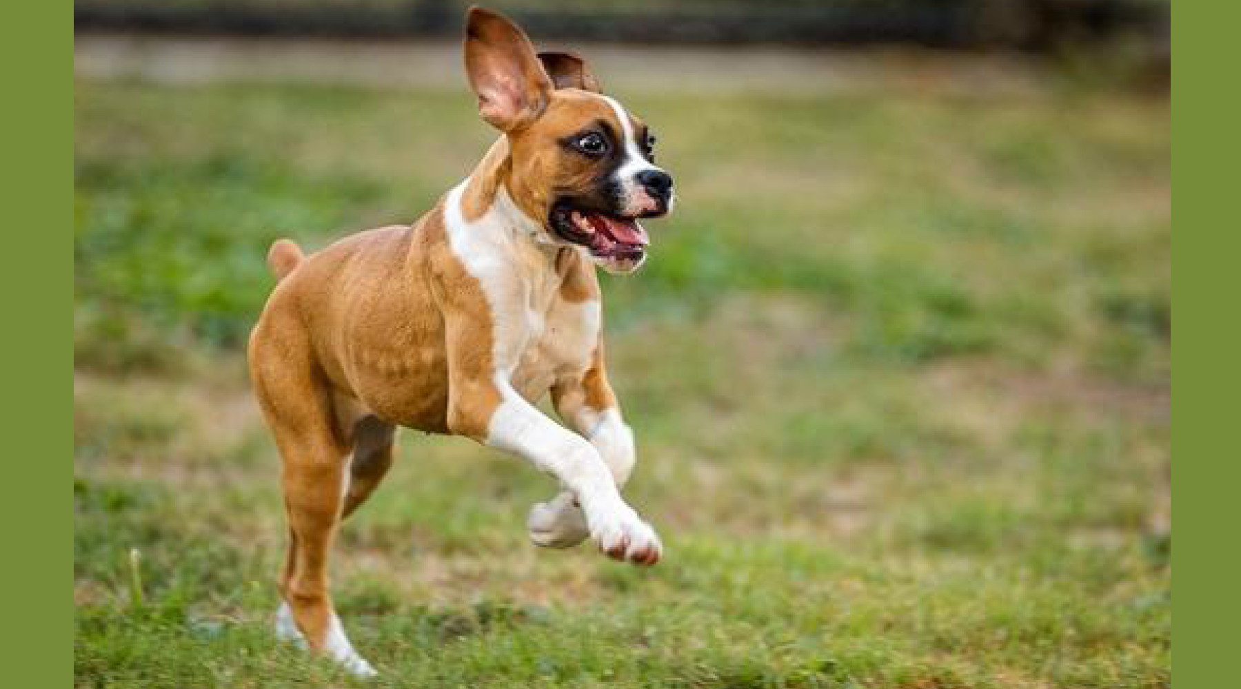 5 Exercises You Can Do With Your Dog