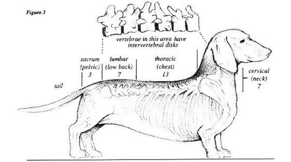 How is IVDD in my dog different from a person’s herniated disc?