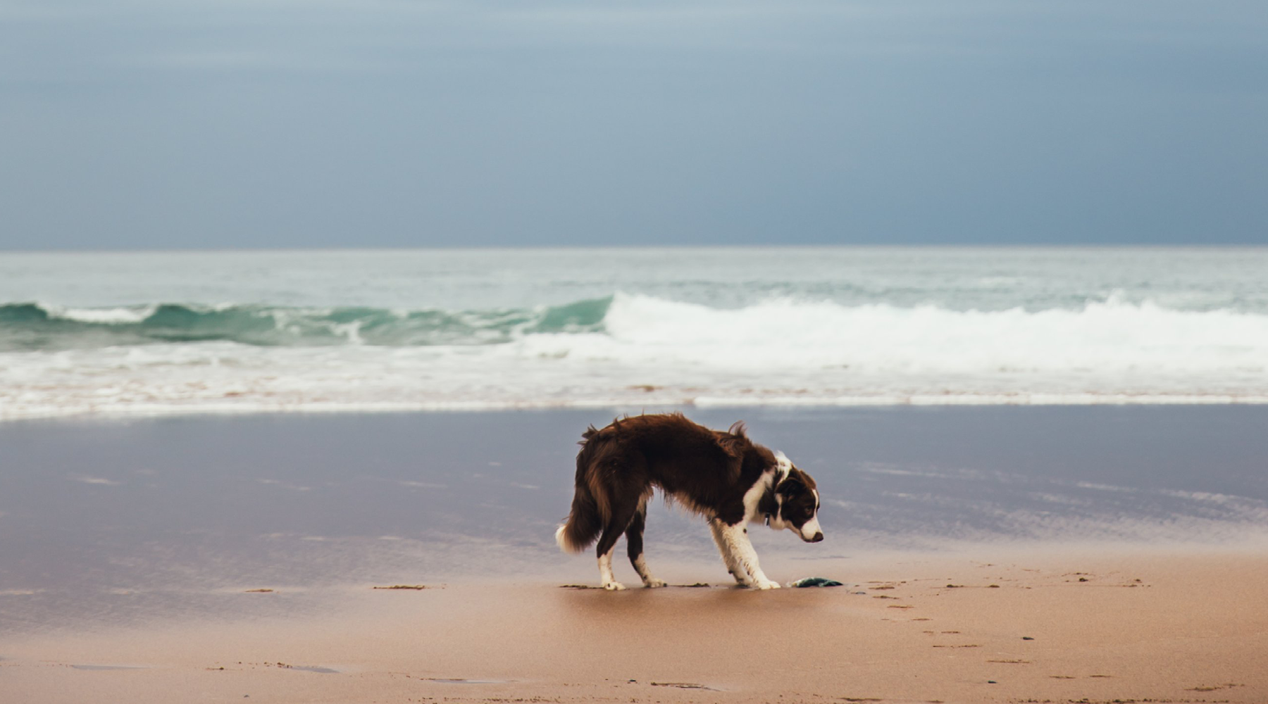 10 Safety Tips For Traveling With Your Dog