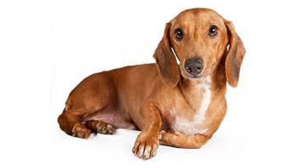 10 Strange Facts About Dachshunds