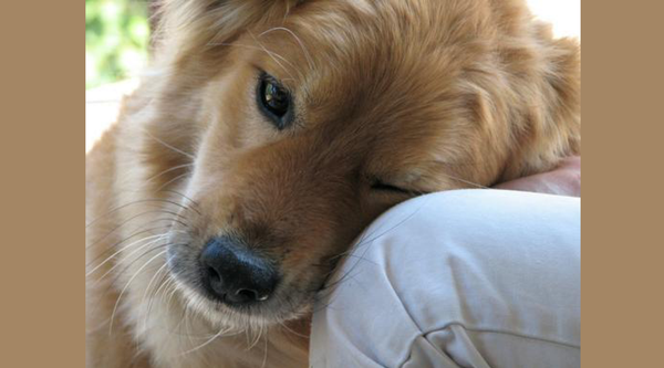10 Ways Your Dog Tells You He Loves You