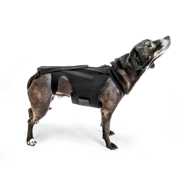 L'il Back Bracer - Dog Back Brace
