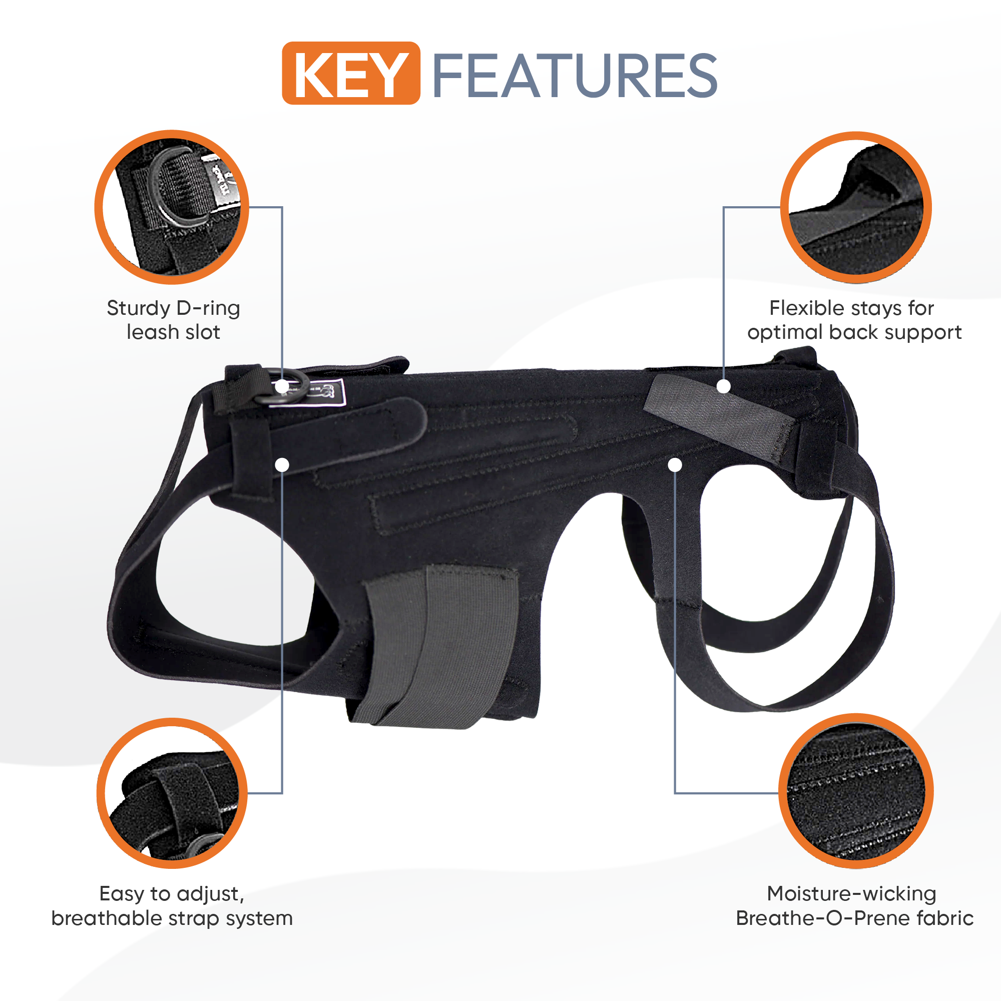 L'il Back Bracer - The Original Back Brace Co. - IVDD Dog Back Braces