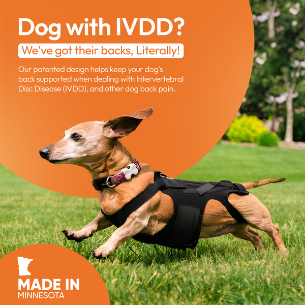 L'il Back Bracer - Dog Back Brace