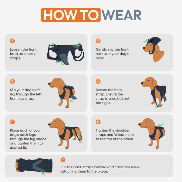 L'il Back Bracer - Dog Back Brace