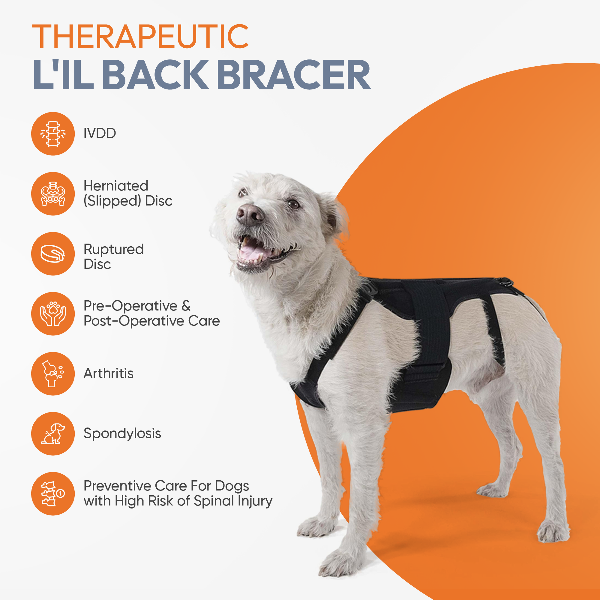 L'il Back Bracer - Dog Back Brace - Lil Back Bracer