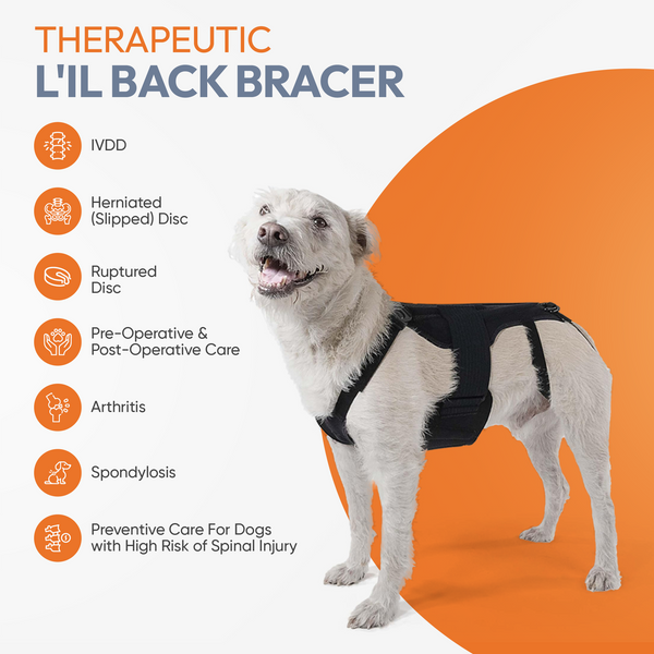 L'il Back Bracer - Dog Back Brace