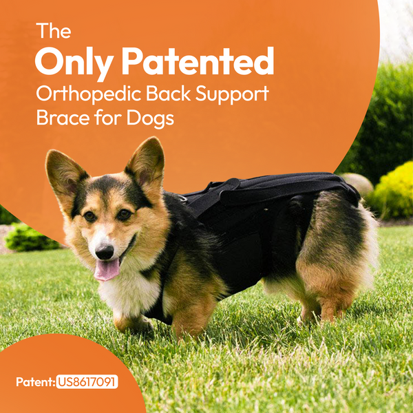 L'il Back Bracer - Dog Back Brace