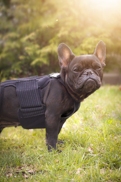 Haute L'il Back Bracer - with soothing heat warmers