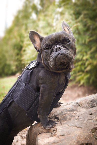 Haute L'il Back Bracer - with soothing heat warmers