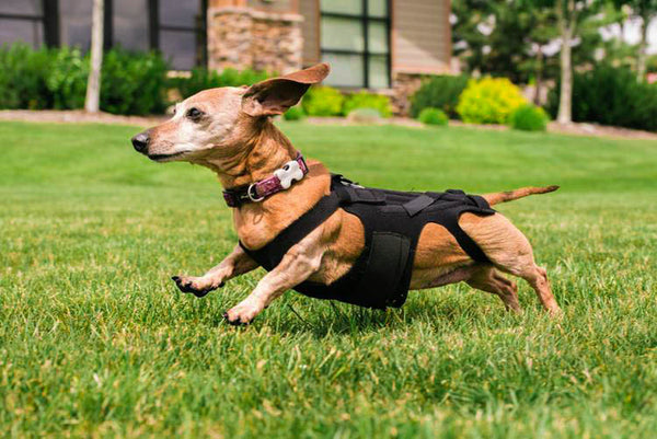 Doxie Dog Back Brace