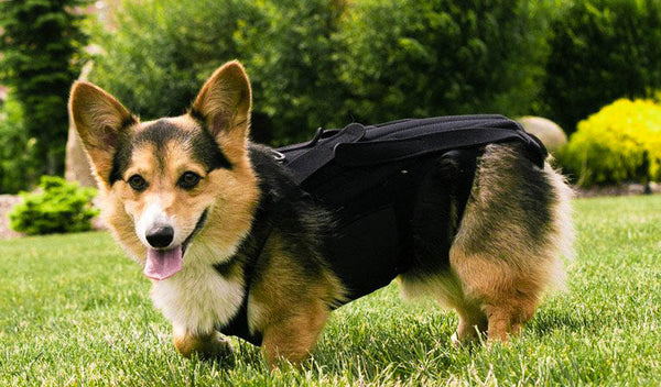 Corgi Dog Back Brace