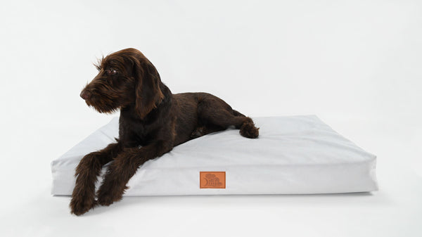 Atlas Laying and Relaxing on the Large EMbed Drift Pet Bed
