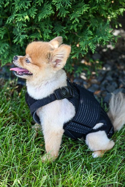 dog back brace