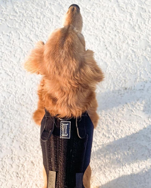 L'il Back Bracer - Dog Back Brace