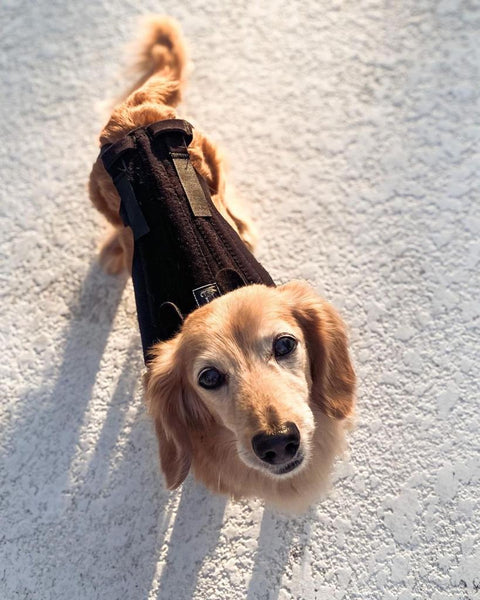 L'il Back Bracer - Dog Back Brace