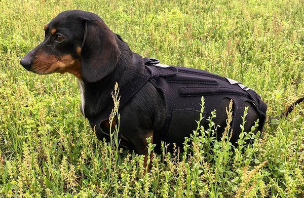 Dog Back Brace IVDD