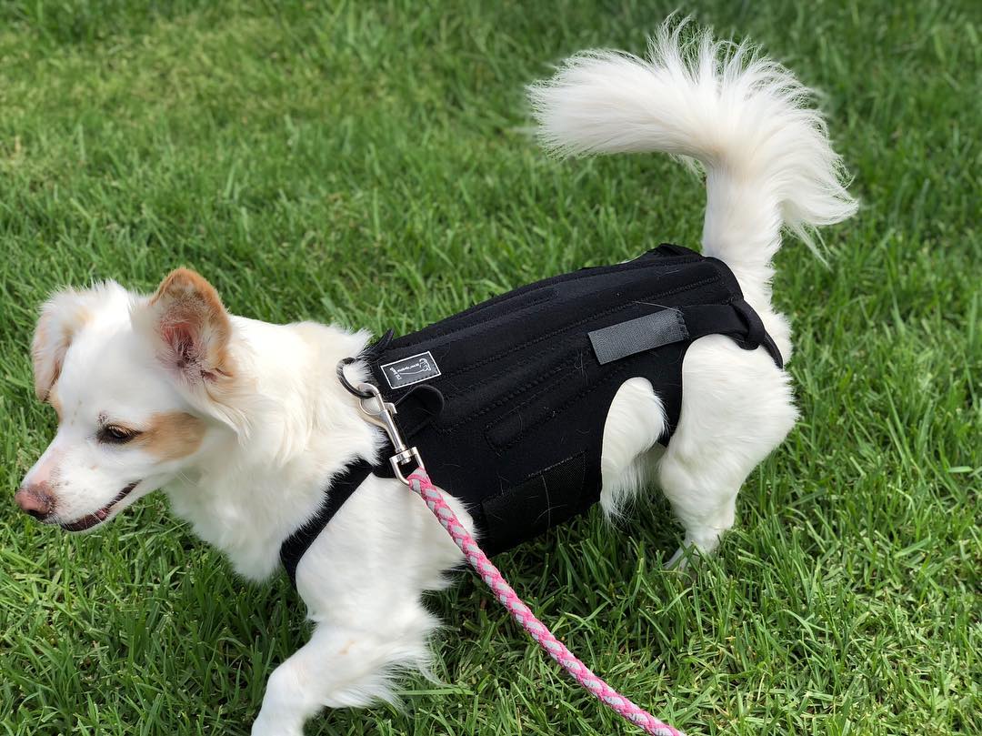 Dog Back Brace For Ivdd,pet Dog Back Brace Comfortable Full Body Harness  Dog Clothing Dog Back Prot
