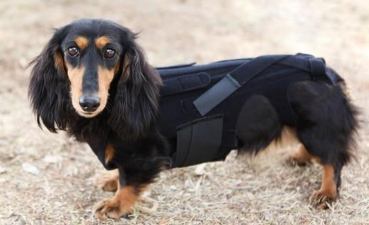 Dog Back Brace