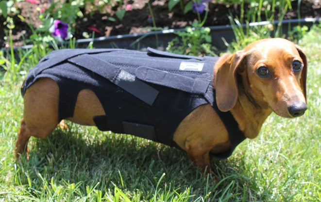 Dog Back Brace for IVDD, Back Brace Comfortable Full Body Harness Dog  Clothing Dog Back Protector S 
